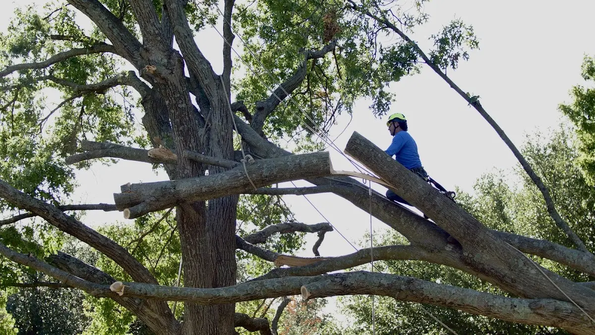 Professional Crown Thinning performed by certified arborists in Ferrum