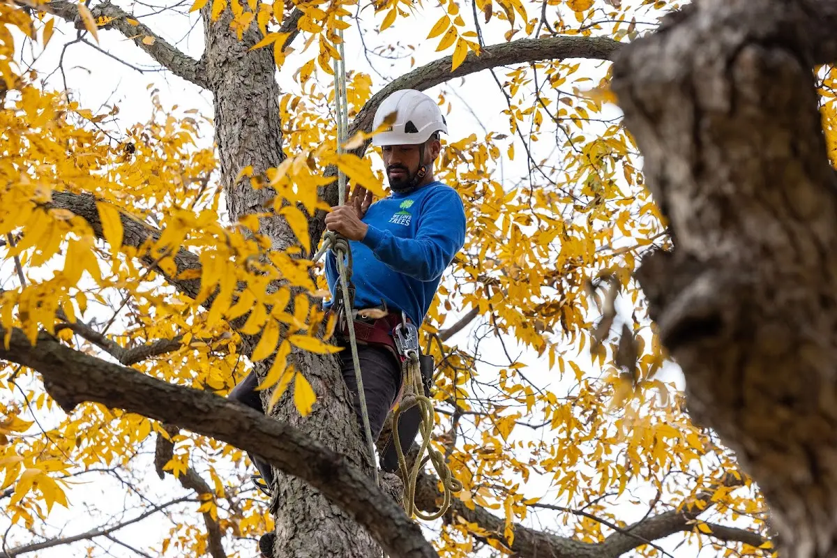 Skilled Tree Planting crew working in Ferrum